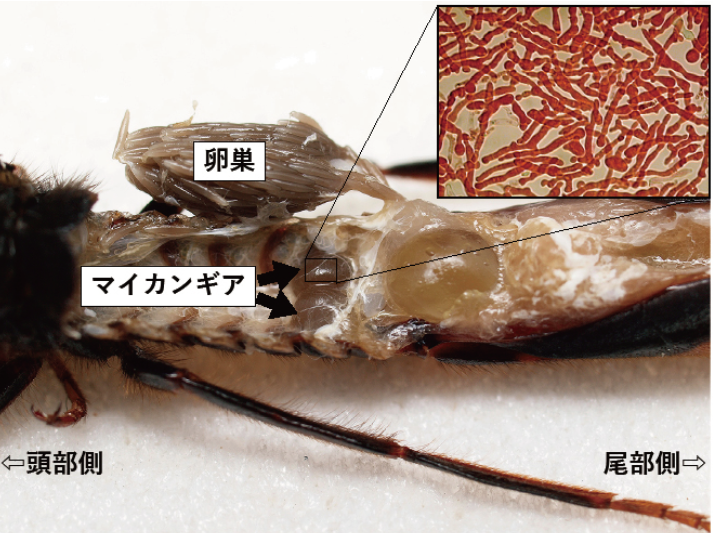 parasiticwasp09-04