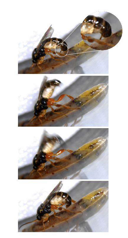 parasiticwasp10-06