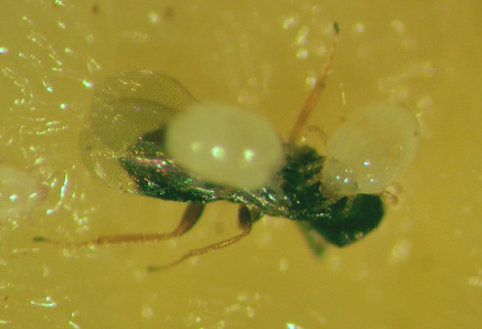 図17．ハチの前蛹の上でメリトビアを攻撃するアトボシキタドロバチヤドリコナダニ。
