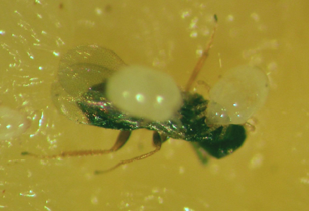 parasiticwasp12-17