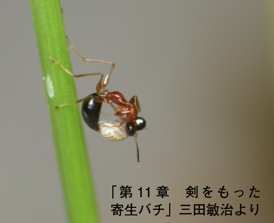 ウンカとカマバチ