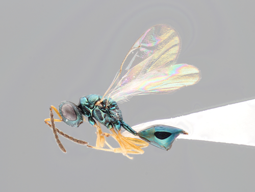 世界最大級のハチ」とは？（一色出版のメルマガ） | 一色出版