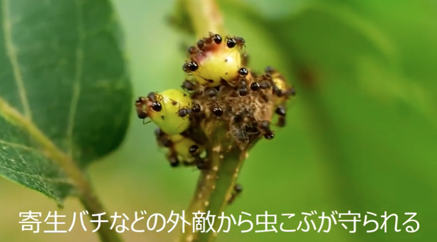 昆虫 寄生バチの作る虫こぶをめぐる戦い 昆虫 寄生バチの作る虫こぶをめぐる戦い