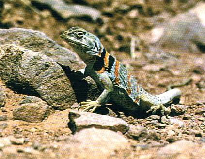 Collared_lizard_in_Zion_National_Park