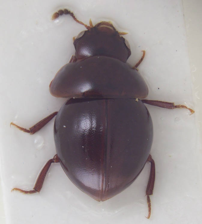 アルマジロ甲虫 タマキノコムシ アルマジロ甲虫 タマキノコムシ