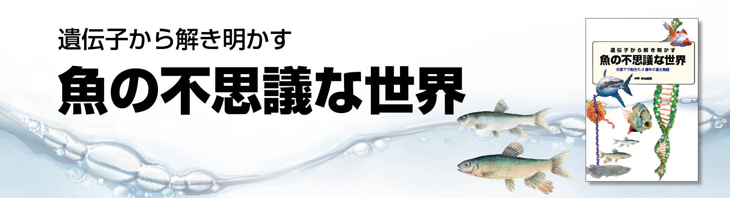 第２章 サメの不思議と生態 軟骨魚綱は原始的な魚なのか 一色出版