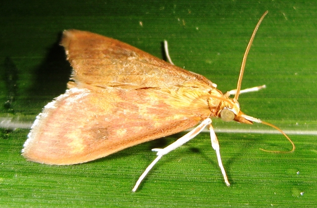 Ostrinia furnacalis