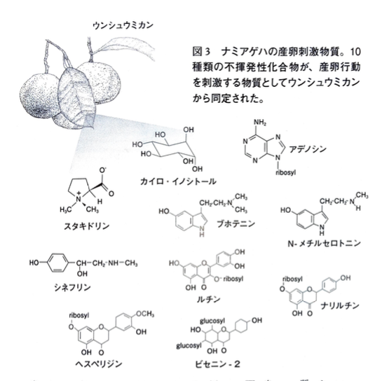 ナミアゲハ産卵物質