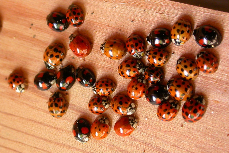 Harmonia axyridis