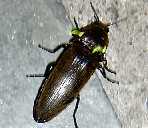 Pyrophorus noctilucus