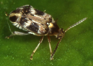 Callosobruchus_maculatus_(female_on_leaf)_(cropped)